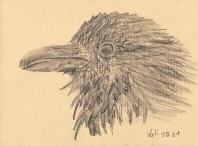 A graphite drawing of a raven head in profile