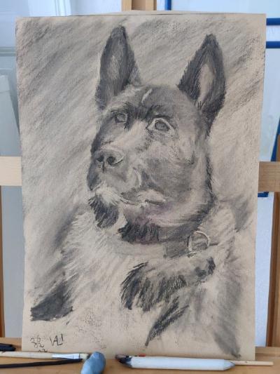 A charcoal drawing of an Akita dog