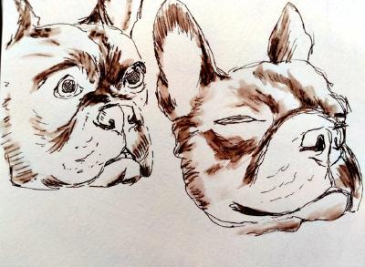 Ink drawings of 2 frenchie heads