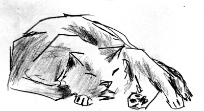 Pencil sketch of a sleeping cat