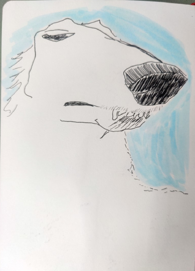 A drawing of a borzoi done with black fineliner