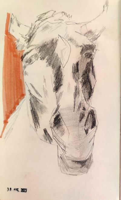 Graphite drawing of a horse head