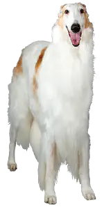 Photo of a Borzoi standing up, looking at the viewer with it's mouth open