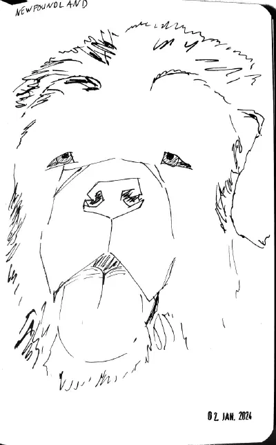 Ink sketch of a Newfoundland dog