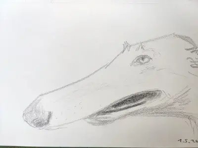 graphite drawing of a borzoi dog with a long snoot