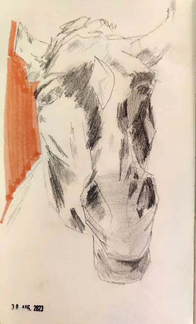 Graphite drawing of a horse head